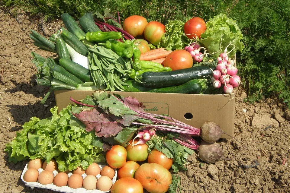 AGRICULTURA-ECOLÓGICA